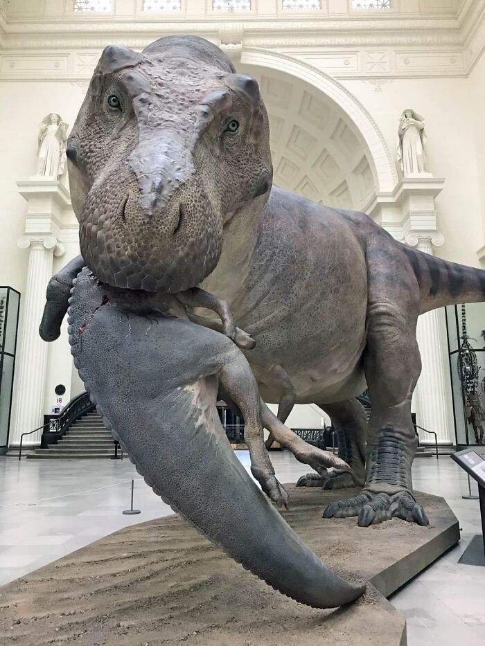 Reconstruction de Sue, le t. rex, au musée Field à Chicago.