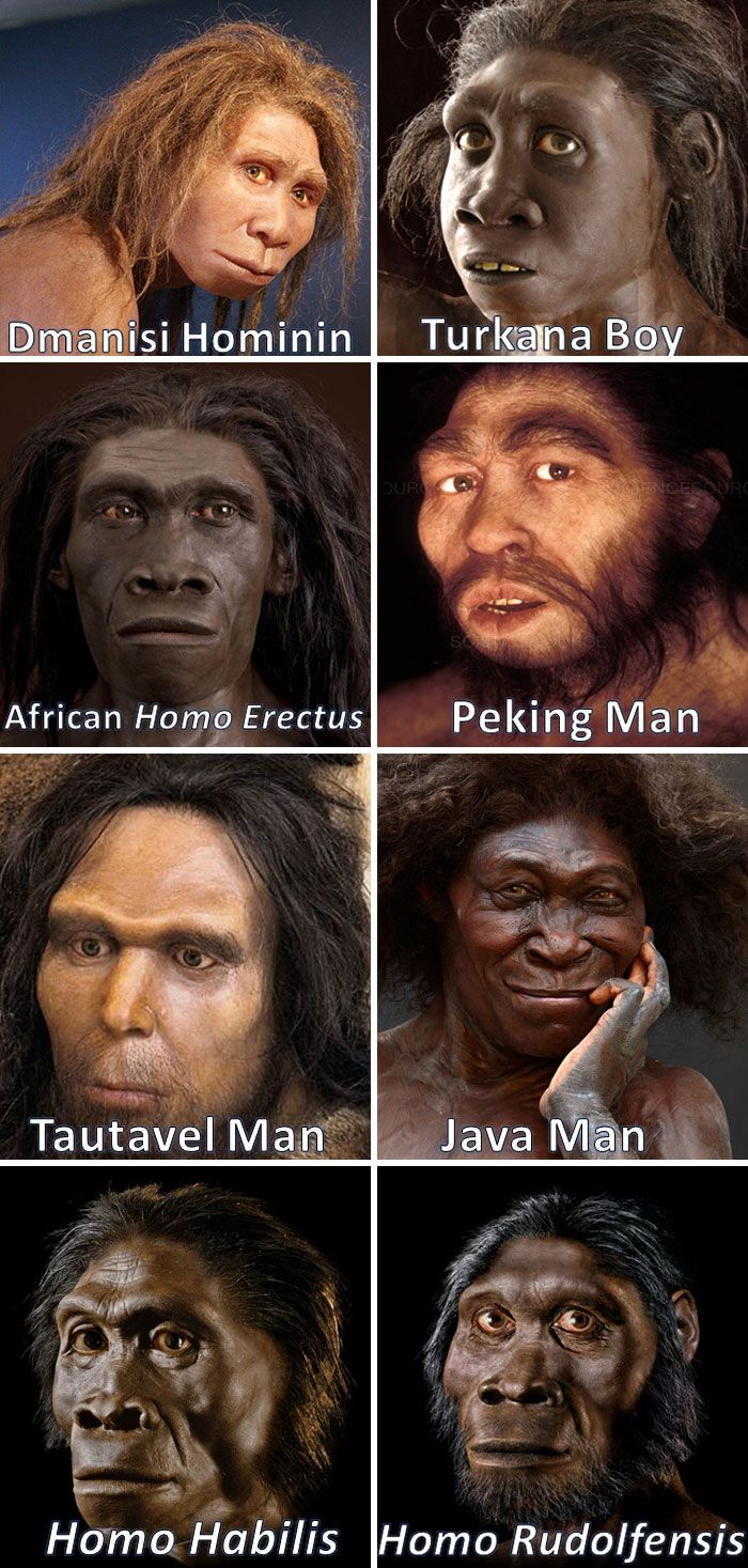 la diversité des homo erectus dans le monde. L’homo erectus a existé pendant 1,9 million d’années et était l’espèce humaine la plus aboutie.