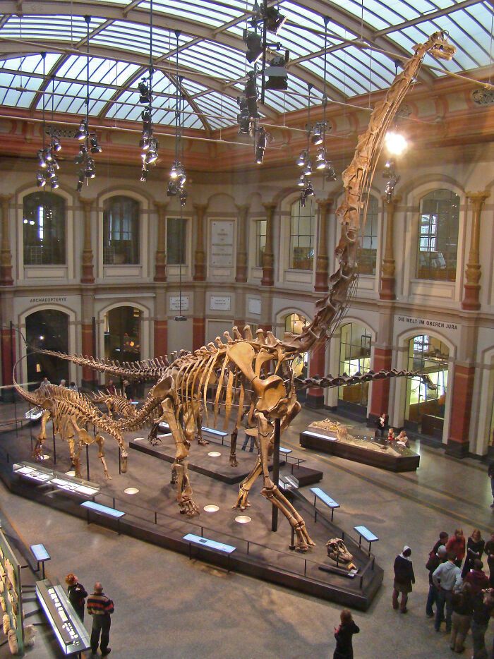 ce squelette de brachiosaurus