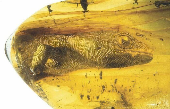 Un lézard vieux de 23 millions d’années trouvé dans un fossile