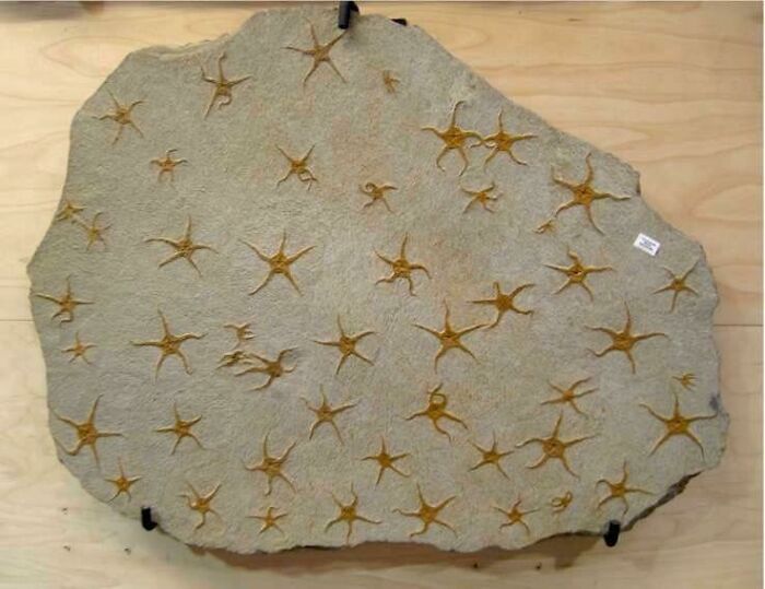 ces étoiles de mer encastrées dans la pierre comme un fossile