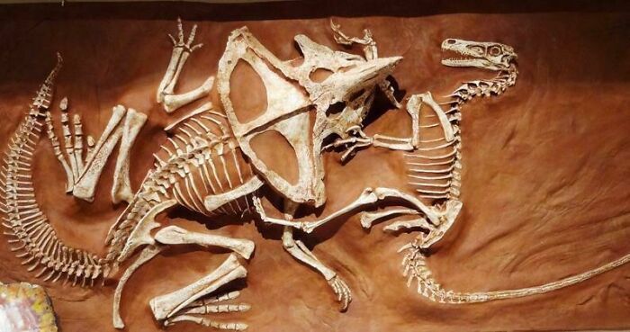un combat entre un rapace et un protocératops préservé dans le sable