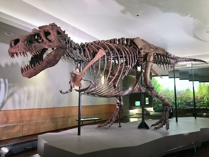sue est le plus grand t.rex trouvé jusqu’à présent, avec 90% du corps complet.