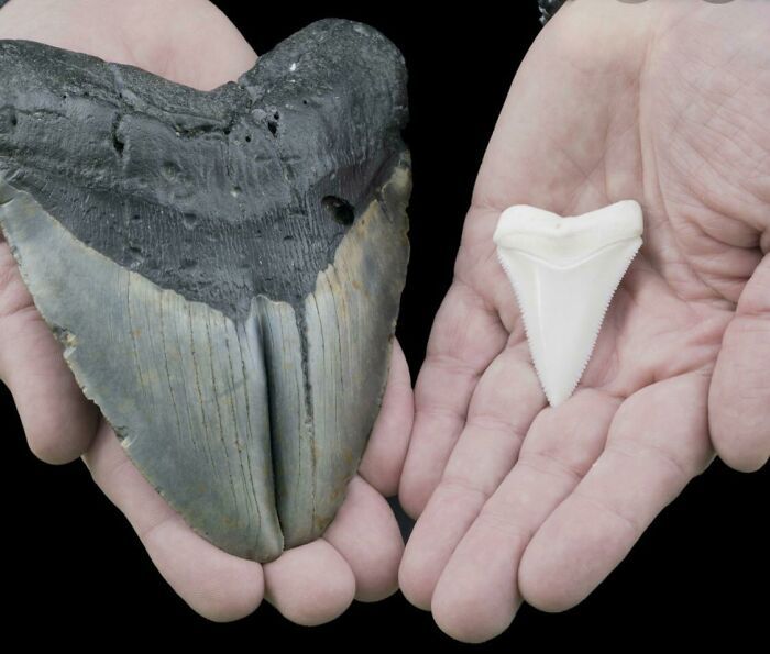 une dent de mégalodon comparée à un grand requin blanc !