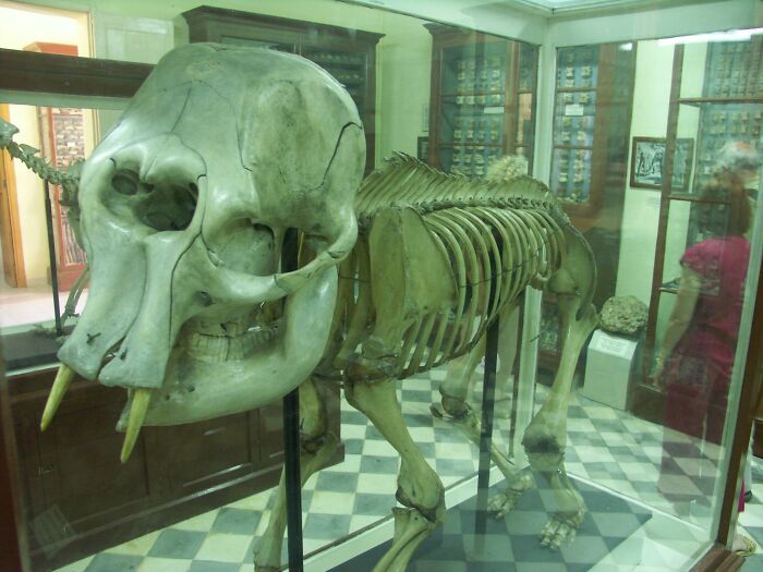 mammouth nain de cretan. il est possible que son crâne soit à l’origine des mythes sur le cyclope dans l’Antiquité. (pas ma photo)