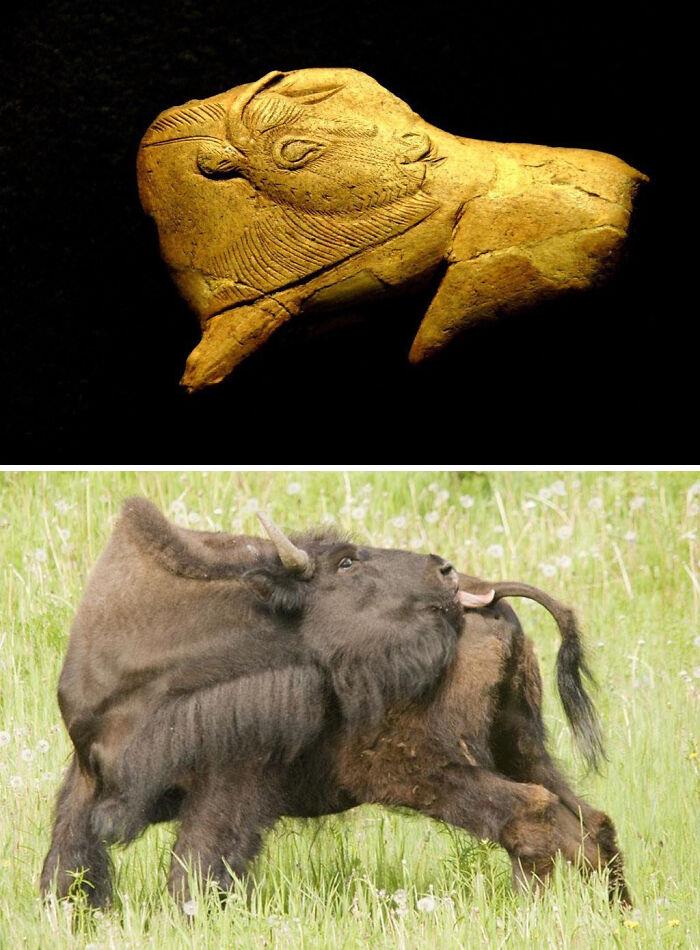 le bison léchant de la madeleine a été sculpté sur un fragment de bois de renne dans la France du paléolithique supérieur, entre 20 000 et 12 000 ans. il représente le bison des steppes, aujourd’hui disparu.