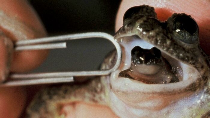 lorsqu’elles se reproduisaient, les grenouilles australiennes (rheobatrachus) cessaient de produire de l’acide gastrique, avalaient leurs œufs et les transportaient dans leur estomac après la métamorphose. éteint depuis 1985