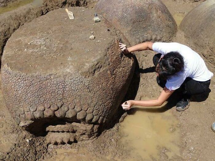 Un agriculteur argentin a récemment trouvé des glyptodons fossilisés vieux de 20 000 ans.