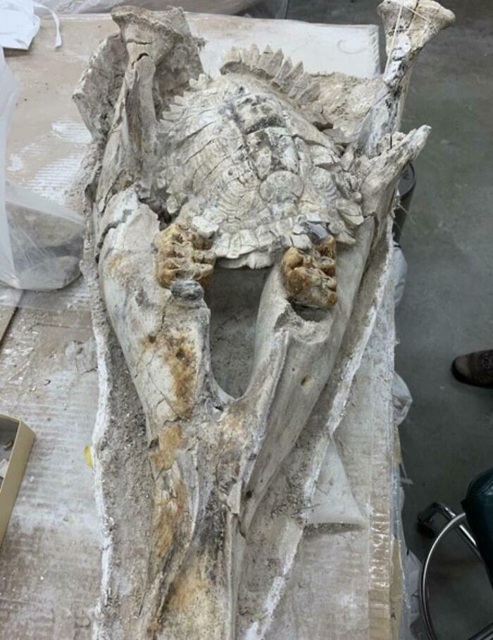 un fossile rare : la carapace d’une tortue coincée dans la mâchoire d’un ancien éléphant