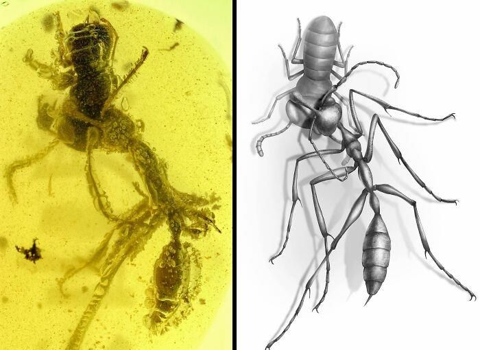 Une “fourmi de l’enfer” préhistorique coincée dans l’ambre qui mord sa proie pendant 99 millions d’années.