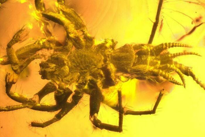 Un arachnide préhistorique ressemblant à une araignée a été trouvé préservé dans l’ambre.