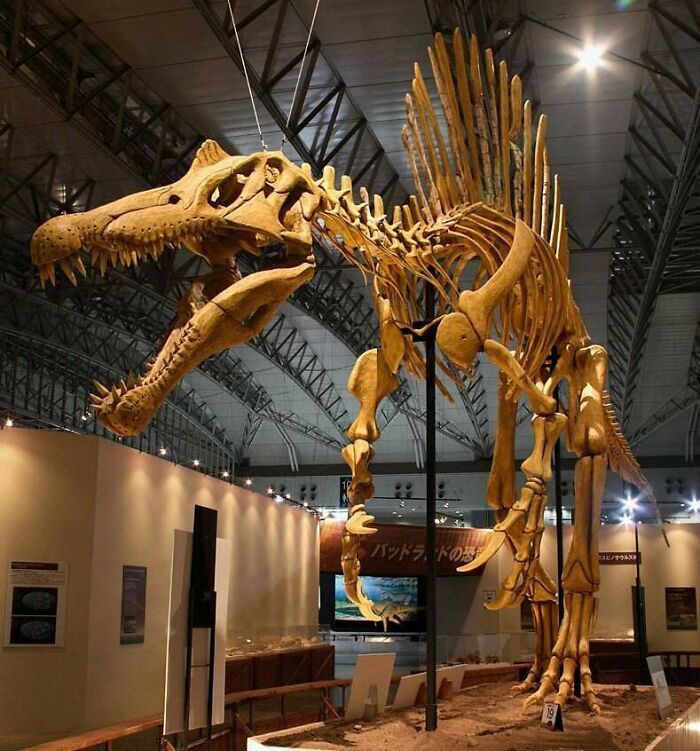 ce squelette de spinosaurus