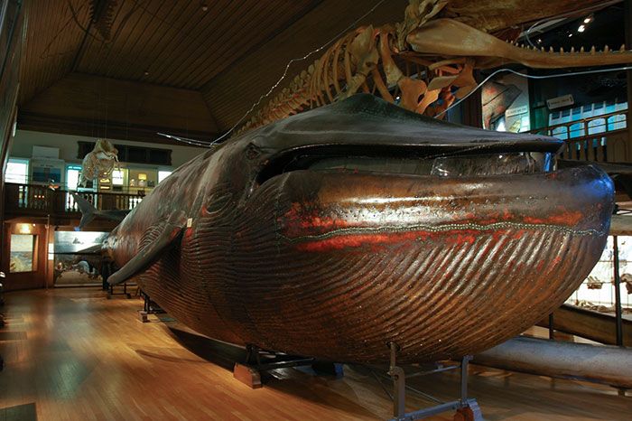 la seule baleine bleue taxidermisée au monde située à gothenburg, en suède