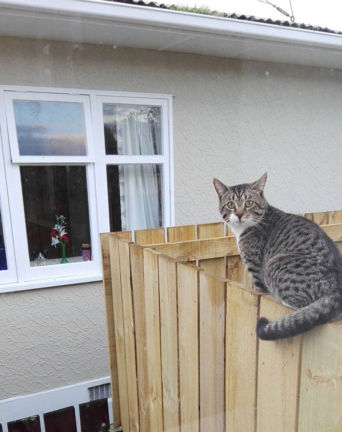 J’essayais de prendre une belle photo de mon chat quand j’ai remarqué le chat des voisins en arrière-plan.