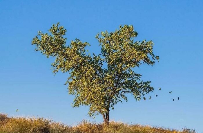 charles davis a capturé cette image de perruches australiennes (perruches) dans un arbre. il n’y a pas de feuilles.