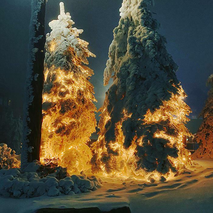 arbres avec des lumières de Noël sous la neige