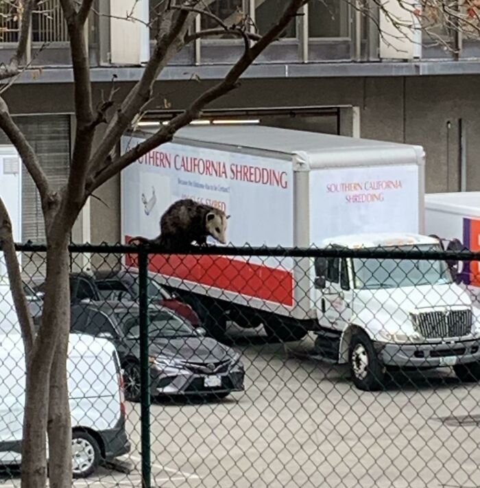 Le camion a l’air d’avoir un logo d’opossum