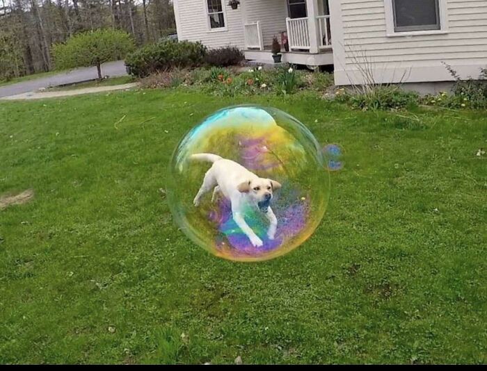 chien dans une bulle