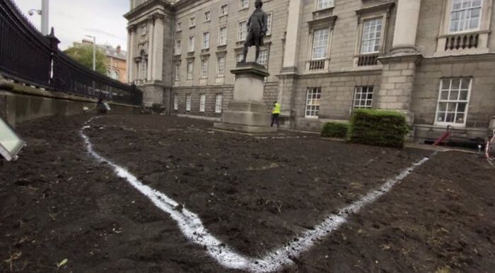 trinity college dublin remplace une pelouse manucurée par une prairie de fleurs sauvages pour augmenter la biodiversité