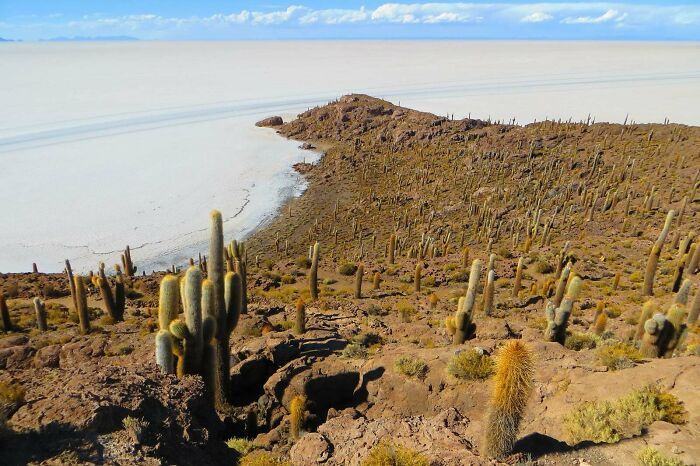 voici l’isla incahuasi : un petit affleurement rocheux au milieu du plus grand plat de sel de la planète.