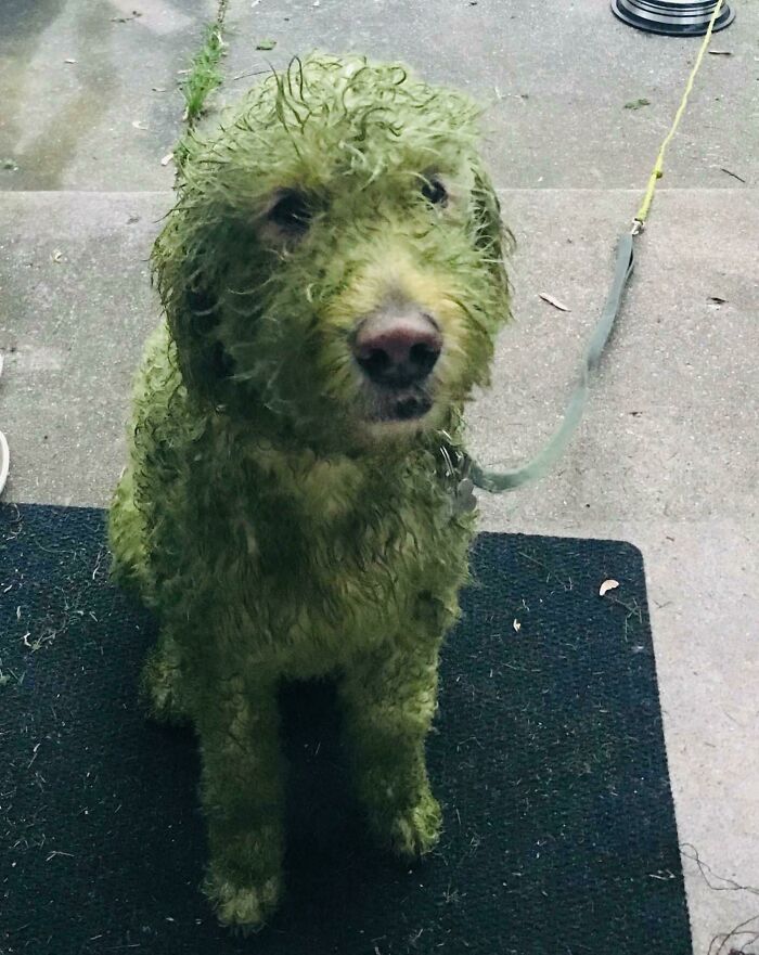 Que faire si je décide de laisser sortir mon chien blanc après avoir tondu ma pelouse ?