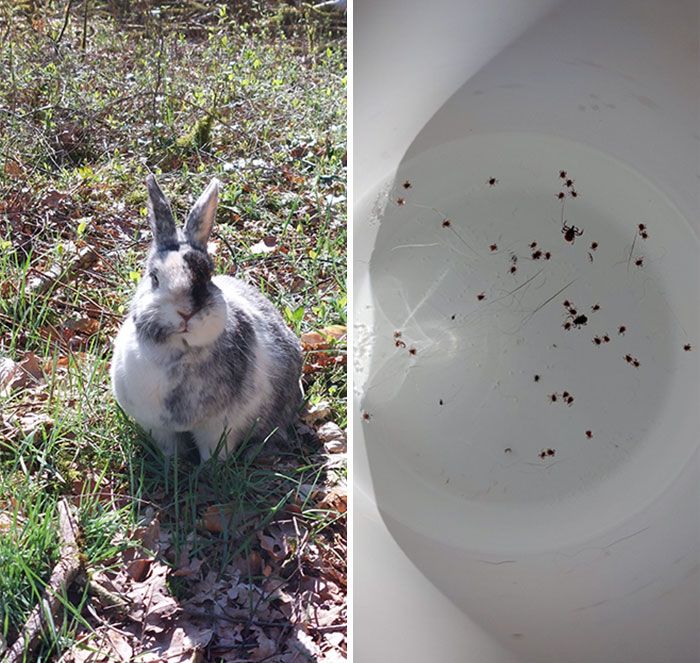 Je suis allé montrer la forêt à mon lapin. Ça sonnait mieux dans ma tête