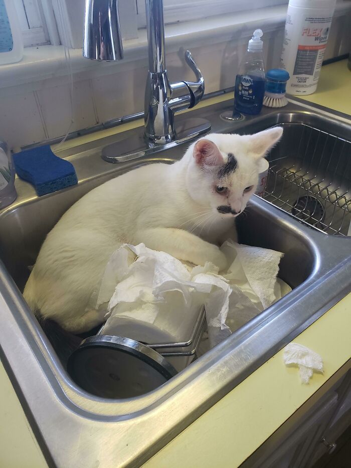 cosmo (chat du bureau). a passé des jours entiers uniquement dans l’évier. l’a emmené chez le vétérinaire. le vétérinaire a dit qu’il était constamment dans l’évier « parce que c’est un chat ».