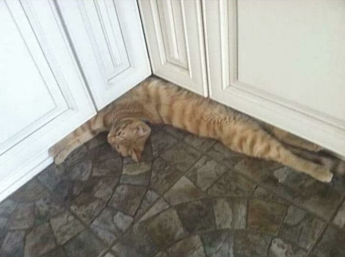 Kitty à 90 degrés