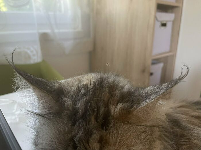 chat si paresseux qu’une araignée a construit une toile entre ses oreilles