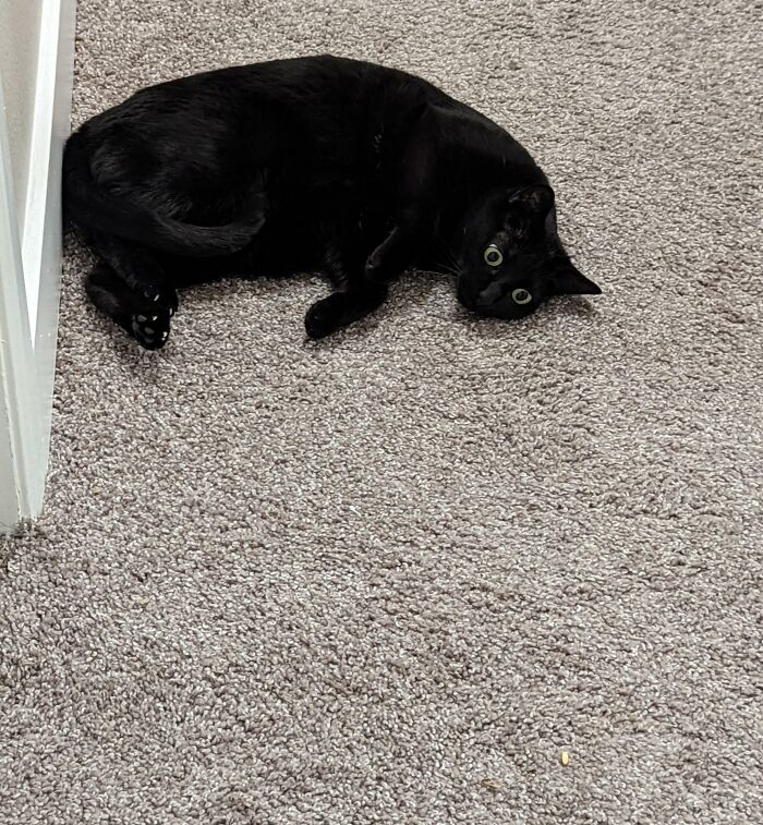 mon chat qui fixe un morceau de riz