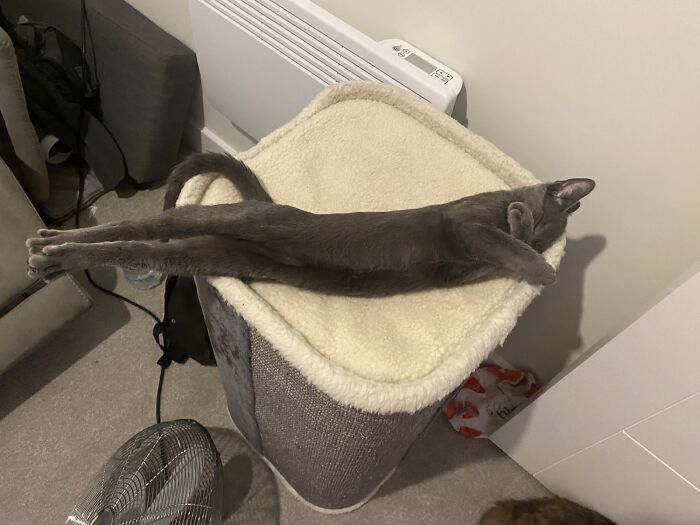 mon chat aime dormir en ligne parfaitement droite