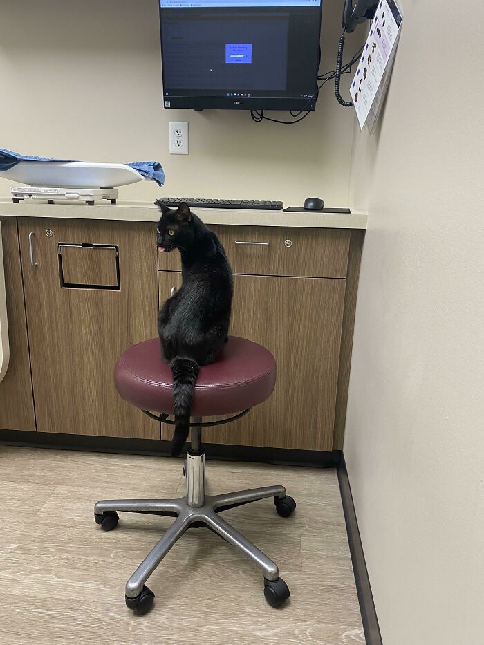 Non seulement il a volé la chaise du vétérinaire, mais il a aussi dû faire une grimace.