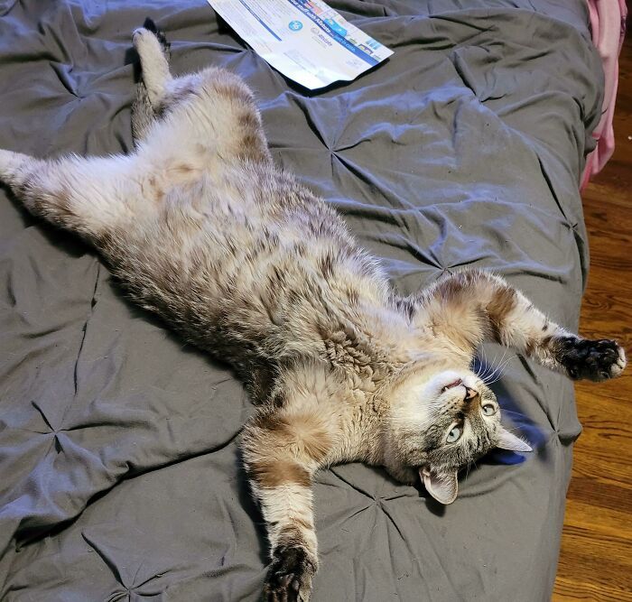Je suis un chat, mais je me demande parfois… pourquoi je suis un chat ?