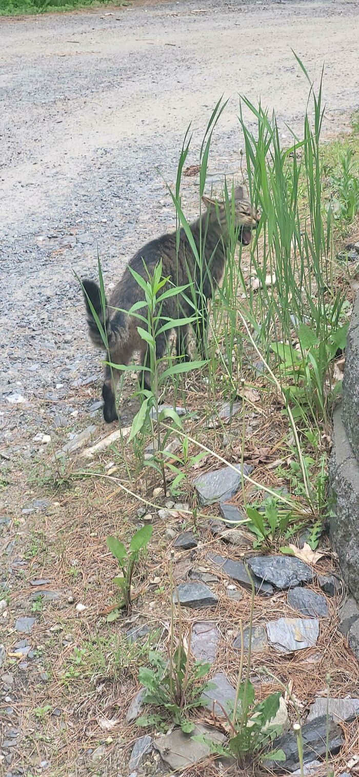 il crie sur l’herbe avant de la manger
