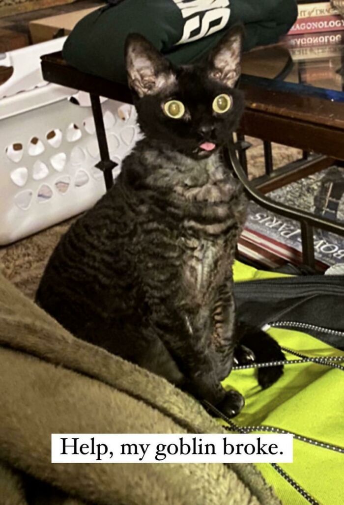 Le chat redémarre