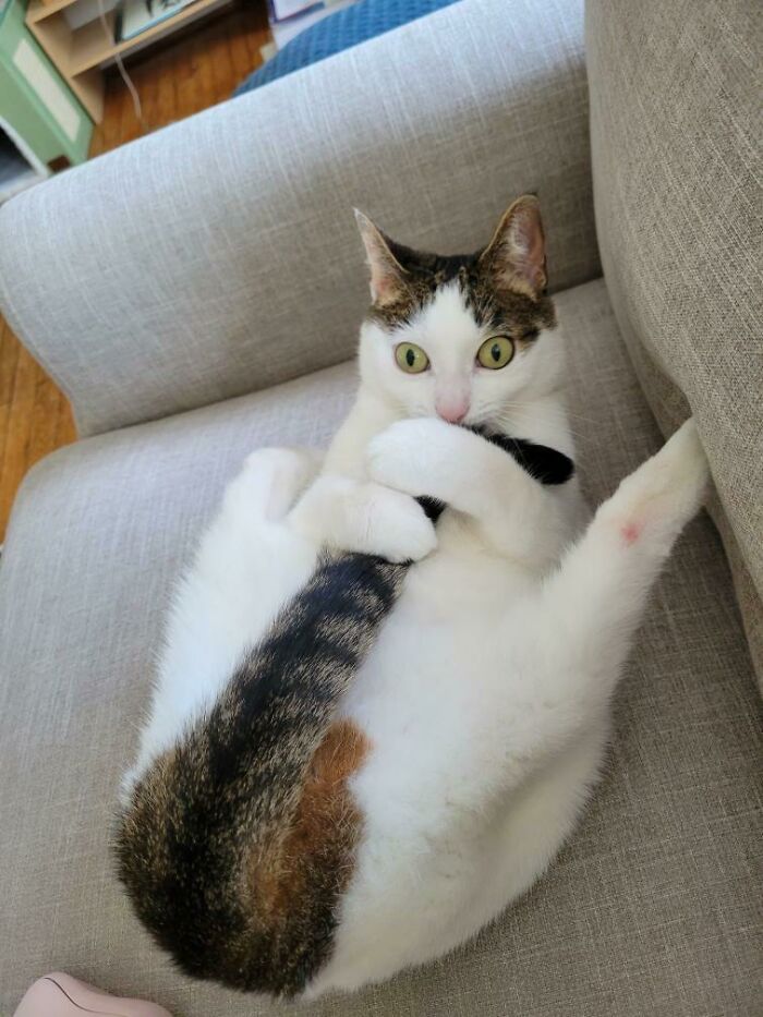 Le chat de ma femme a quelques… pensées ?