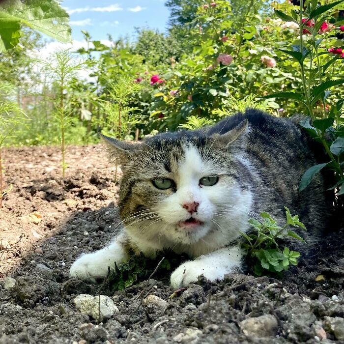 elle a trouvé la plante d’herbe à chat, a mangé de la terre et ne s’est pas arrêtée là