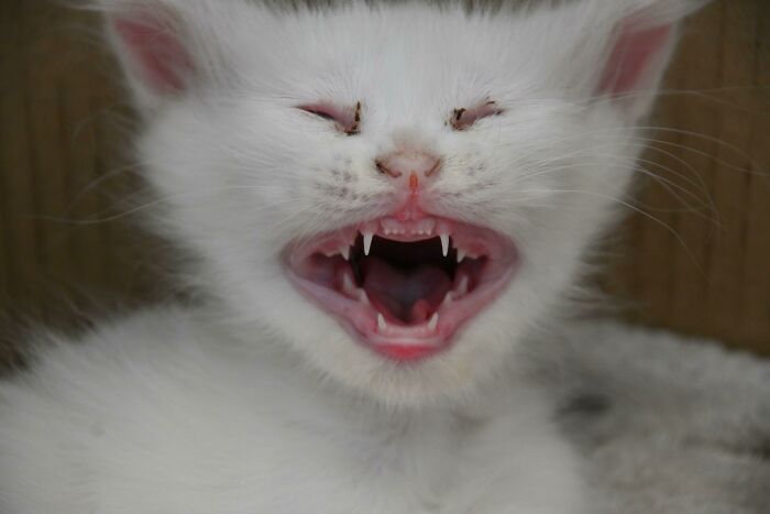 Je ne sais pas si j’ai eu un chaton ou un démon