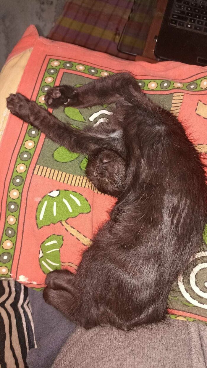 J’ai toujours voulu poster ceci ici. Une nuit où elle a oublié qu’elle avait un cou !
