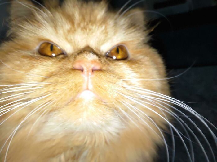 Comment cette photo a-t-elle atterri sur mon téléphone ? Chat, qu’as-tu fait ?