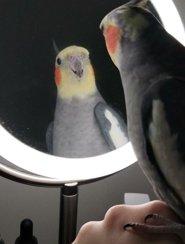 un jour, je veux me regarder de la même façon que mon oiseau se regarde lui-même