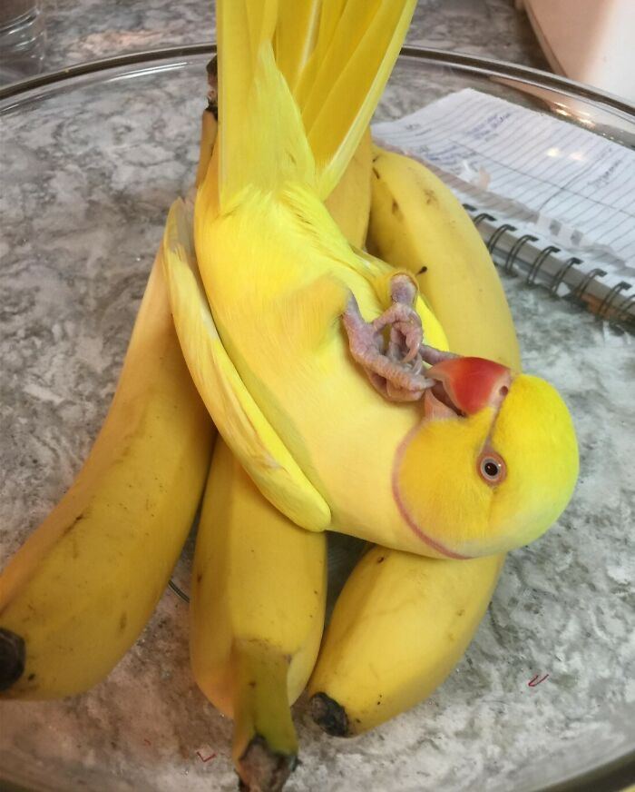 un perroquet banane