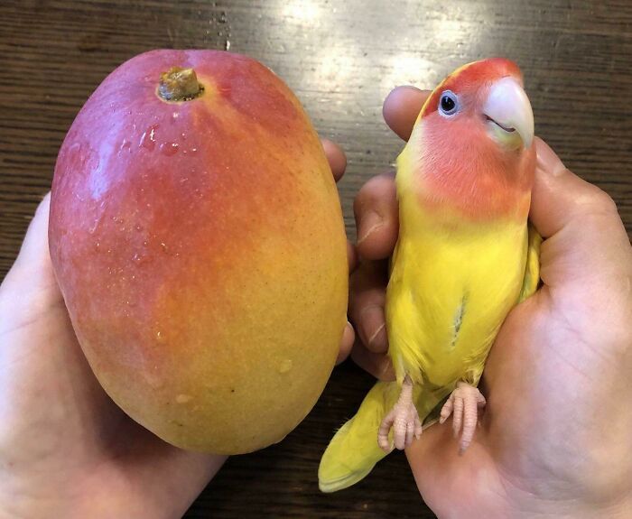 perroquet mangue