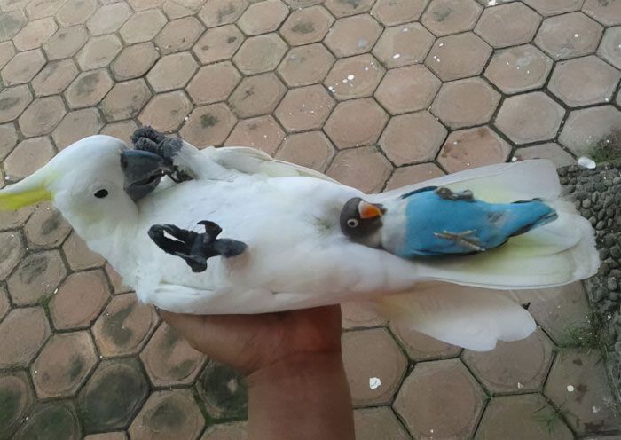 Les oiseaux sont des frères