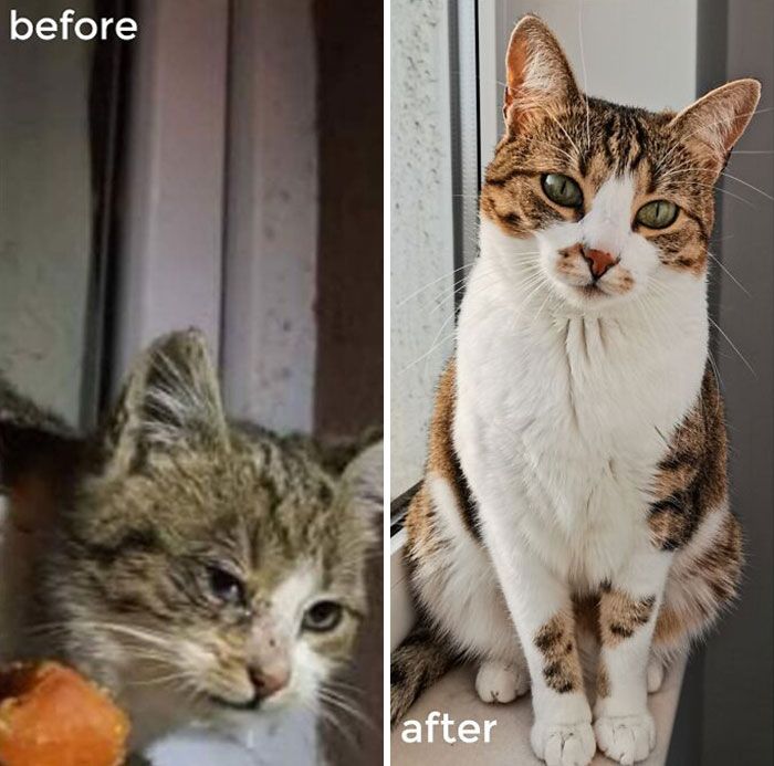 avant et après l’adoption ; notre adorable princesse, kimchi