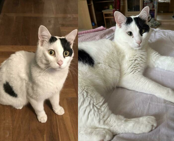 avant et après l’adoption… il a été trouvé dans une poubelle dans un sac en plastique il y a 4 ans