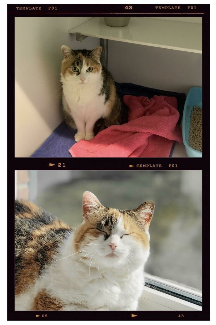 disney avant et après l’adoption
