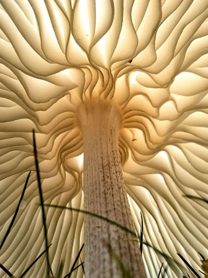 sous un chapeau de champignon