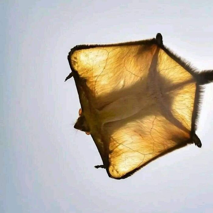 un écureuil géant volant d’inde (petaurista philippensis) pris sur le fait par une journée ensoleillée