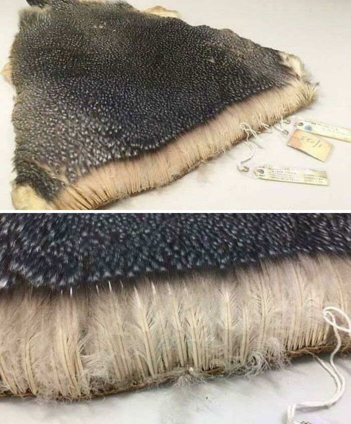 plumes de pingouin